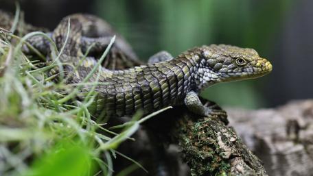 Lizard in Lush Habitat wallpaper