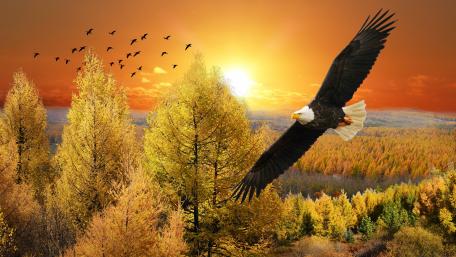 Eagle Soaring in Autumn Sunset wallpaper