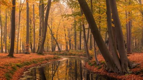 Autumn Serenade: Nature's Symphony in 4K wallpaper