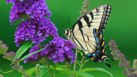 Vibrant Butterfly Among Purple Flowers wallpaper