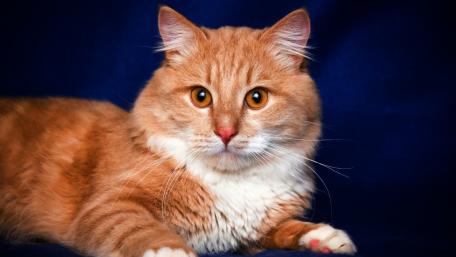Charming Red Cat Wallpaper for Cat Lovers wallpaper