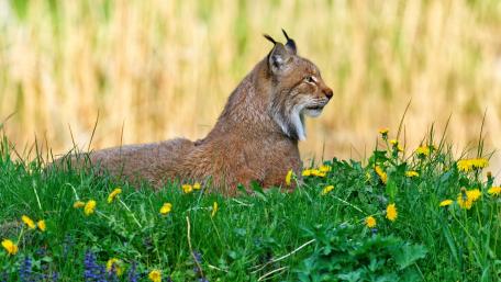 Majestic Lynx in a Natural Habitat wallpaper