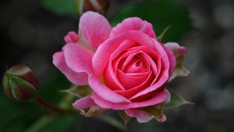 Stunning Pink Rose Wallpaper for Nature Lovers wallpaper