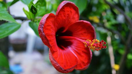 Vibrant Red Hibiscus Flower in Bloom wallpaper