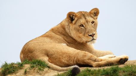 Majestic Lioness in Serenity wallpaper