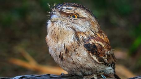 Majestic Bird in Nature's Embrace wallpaper
