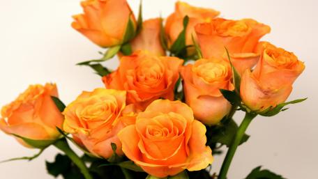 Delicate Orange Roses in Full Bloom wallpaper