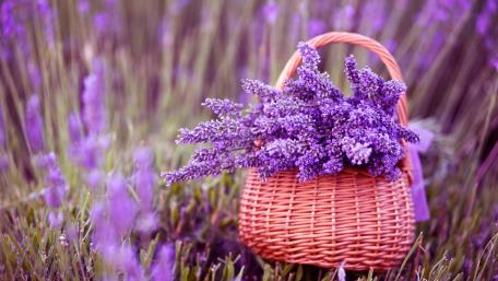 Lavender Bliss in a Basket wallpaper