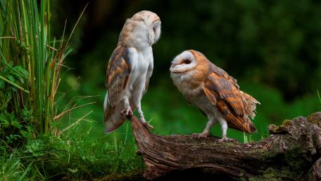Majestic Barn Owls in Nature's Embrace wallpaper