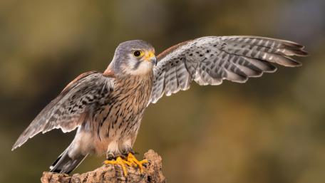 Majestic Falcon Displaying Its Wingspan wallpaper