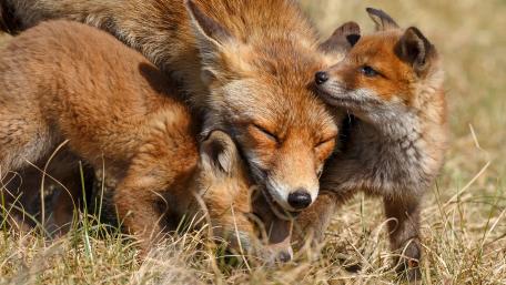 Fox family wallpaper