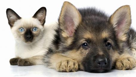 Puppy and Kitten Cuteness Overload wallpaper