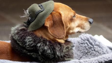 Charming Dog in Stylish Hat Costume wallpaper