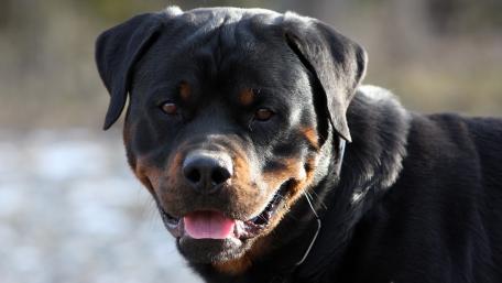 Rottweiler wallpaper