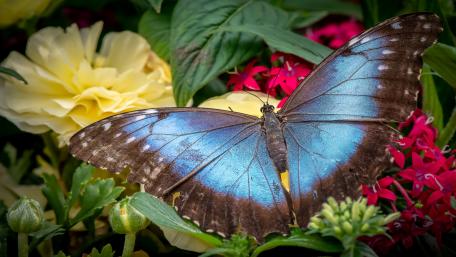 Vibrant Blue Butterfly in Flower Garden wallpaper
