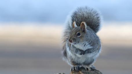Squirrel in Nature's Embrace wallpaper