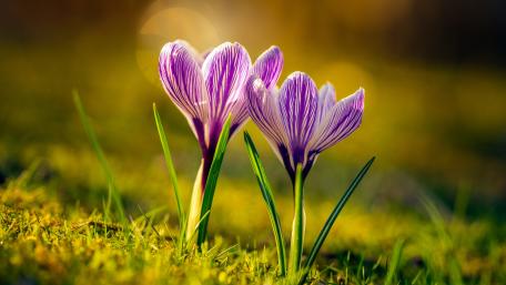 Spring Blooms of Vibrant Crocuses wallpaper