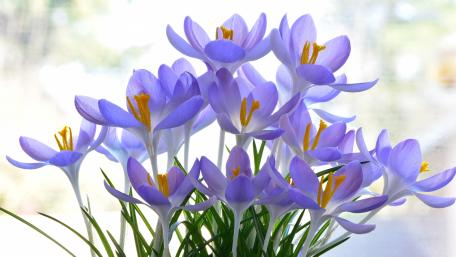 Springtime Crocuses in Bloom Showcase Nature's Beauty and Colorful Life wallpaper