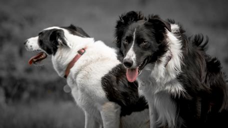 Elegant Border Collies in Black and White Photography wallpaper