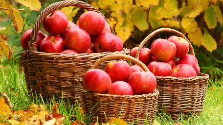 Autumn Harvest of Juicy Apples in Baskets wallpaper
