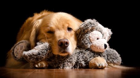 Cute Golden Retriever wallpaper