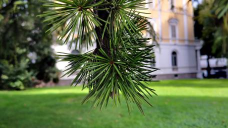 Vibrant Pine Needles in Sunlight wallpaper
