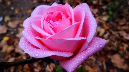 Pink Rose with Dew-Kissed Elegance wallpaper