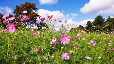Vibrant Wildflower Field in Blooming Splendor wallpaper