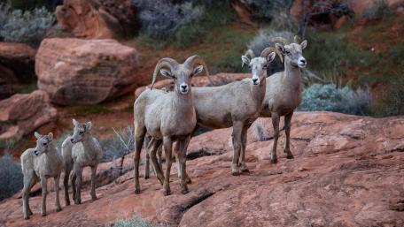 Bighorn sheep wallpaper