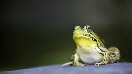 Charming Amphibian in Focus wallpaper