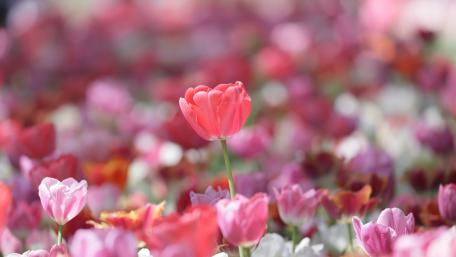 Vibrant Tulips in Full Bloom Flora Artistry wallpaper