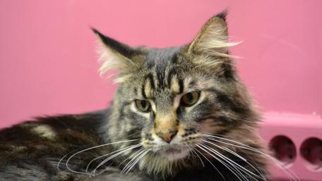 Majestic Maine Coon Cat in Soft Colors wallpaper