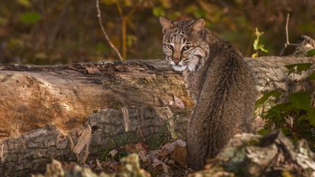 Majestic Lynx in Nature's Embrace wallpaper