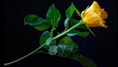 Elegant Yellow Rose on Dark Background wallpaper