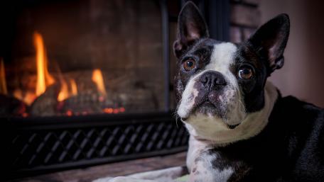 Cozy Boston Terrier Relaxing by the Fire wallpaper