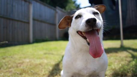Happy Dog Enjoying the Outdoors wallpaper