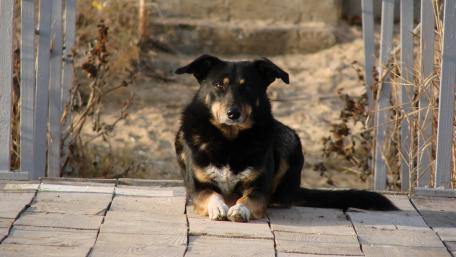 Calm Canine Companion on a Serene Pathway wallpaper