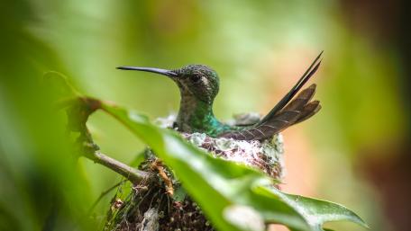 Hummingbird on the nest wallpaper