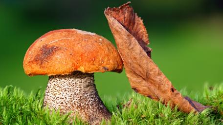 Autumn Mushroom and Leaf Serenity Wallpaper wallpaper