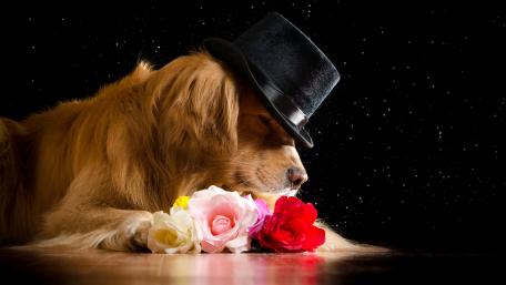 Dapper Dog in a Top Hat with Roses wallpaper