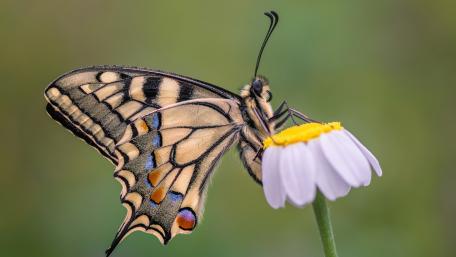 Elegant Butterfly Perched on Flower Petal wallpaper