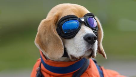 Beagle wallpaper