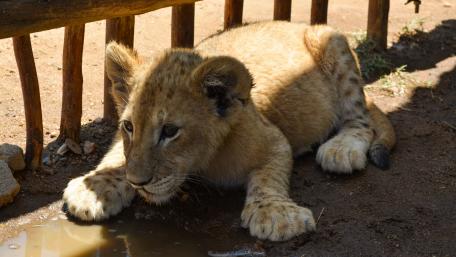 Adorable Lion Cub by the Waterhole wallpaper