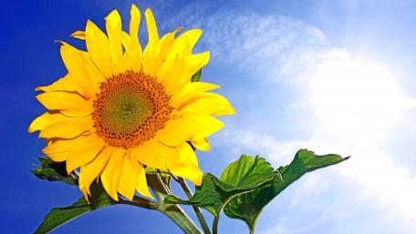 Sunflower Radiance Under a Clear Summer Sky wallpaper