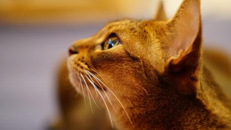Silent Gaze of Feline Wonder wallpaper