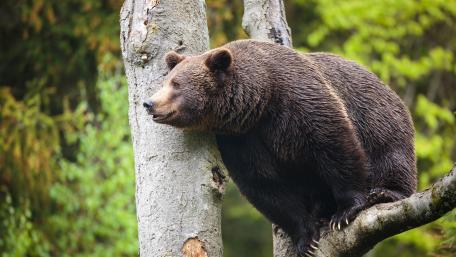 Bear on a tree wallpaper