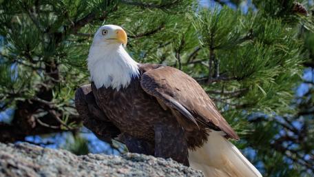 Majestic Bald Eagle Perched on Rock wallpaper