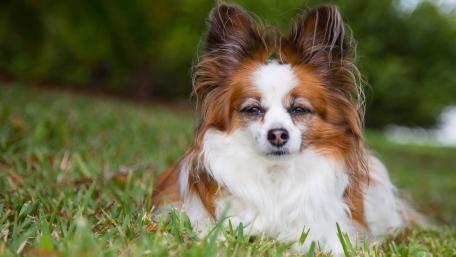 Papillon in a Peaceful Meadow Scene wallpaper