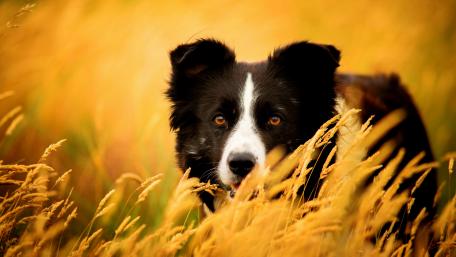 Majestic Border Collie in Golden Grasslands wallpaper