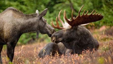 Majestic Moose in the Wilderness wallpaper